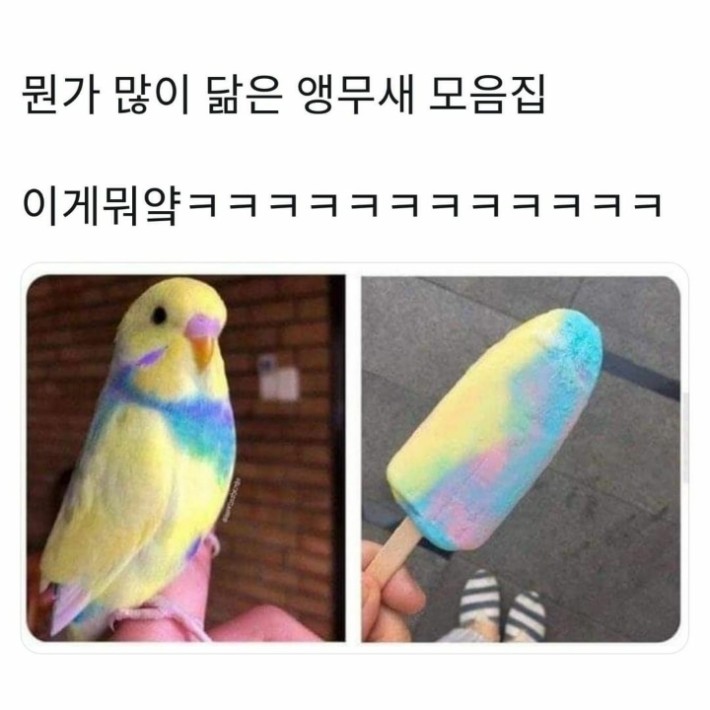 앵무새의 위장술