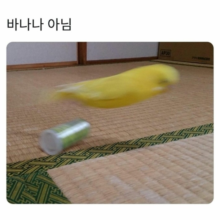 앵무새의 위장술