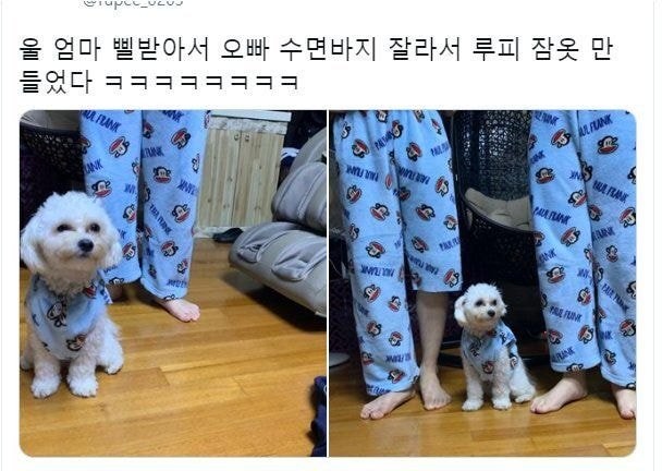 엄마가 강아지 잠옷 만들어줌ㅋㅋ