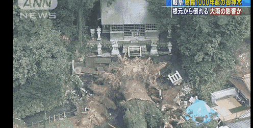   1000년 된 나무가 쓰러진 일본