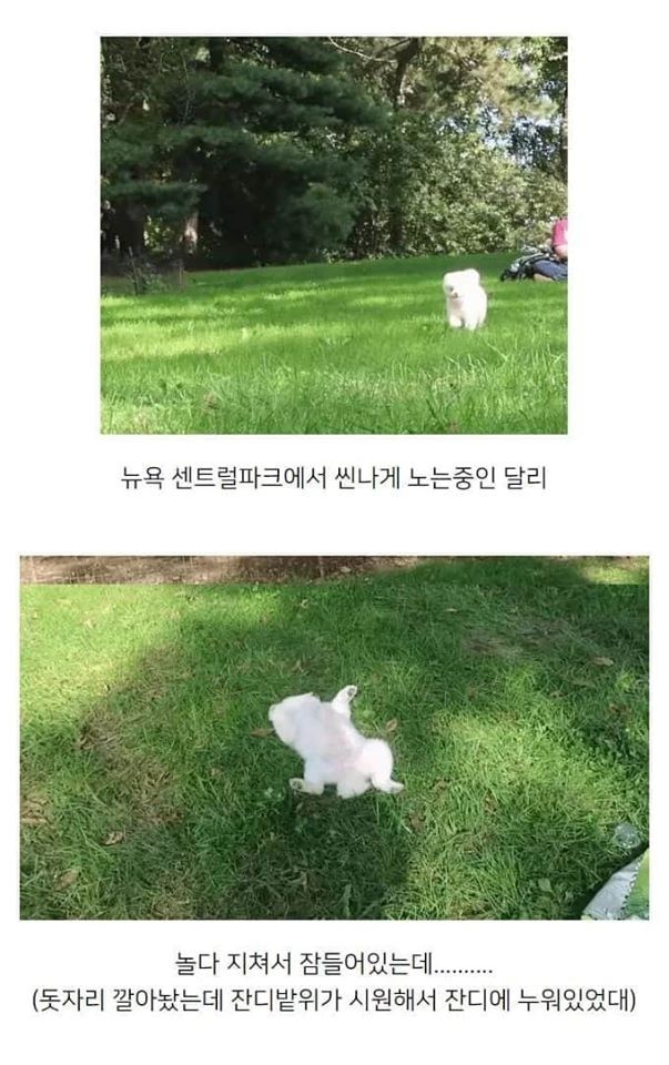 뉴욕사람들 오해하게 만든 잔디밭 위의 달리