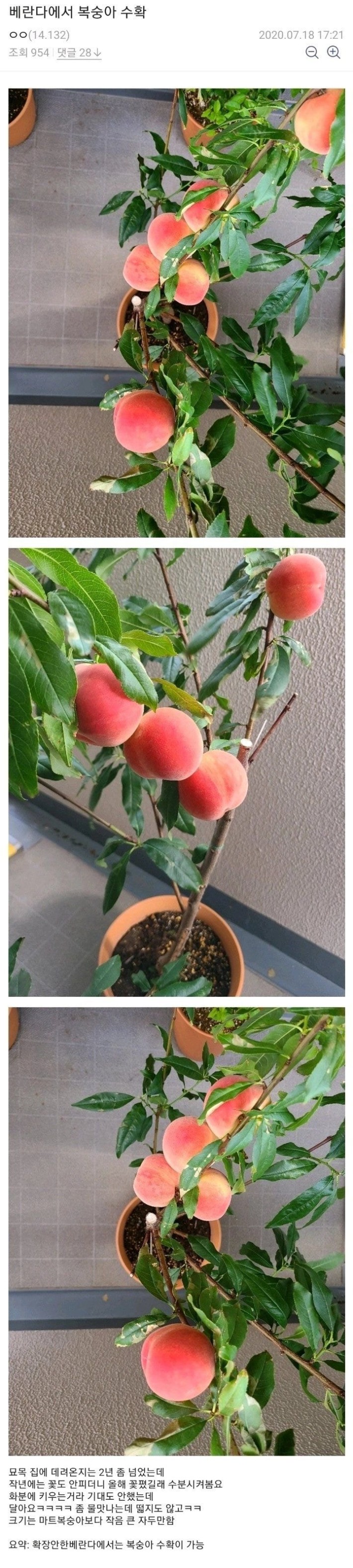 베란다에서 복숭아 수확