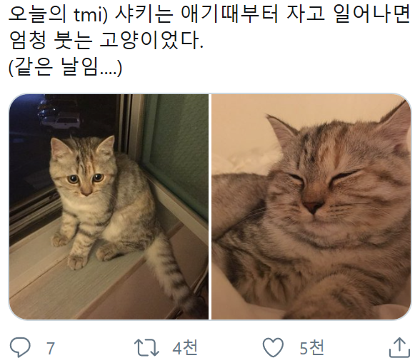 자고 일어나면 얼굴이 달라지는 고양이